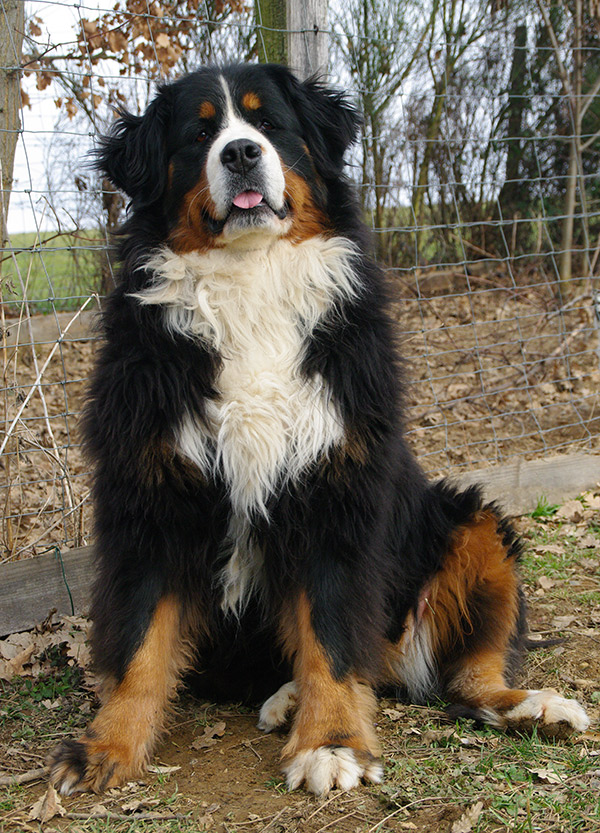 rencontre bouvier bernois