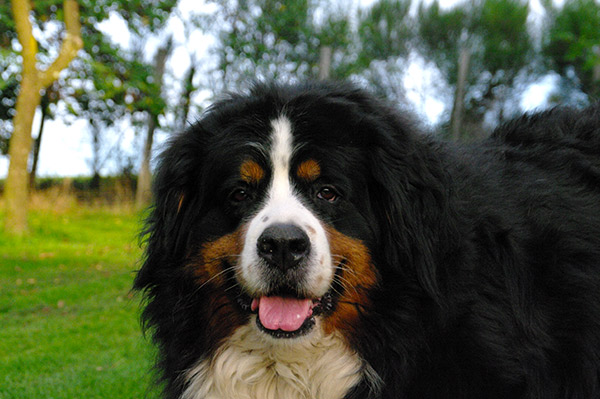 chiots bouviers bernois