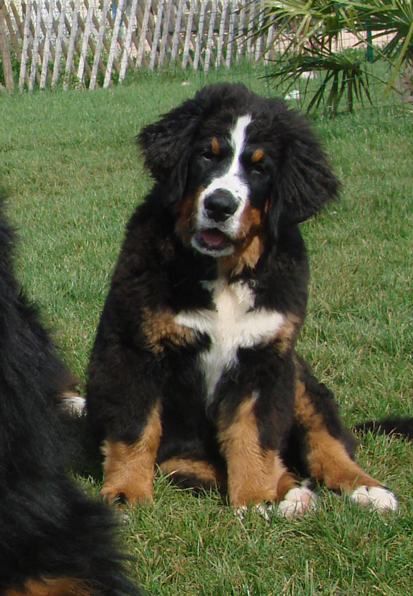 Éducation canine et élevage de Bouviers Bernois