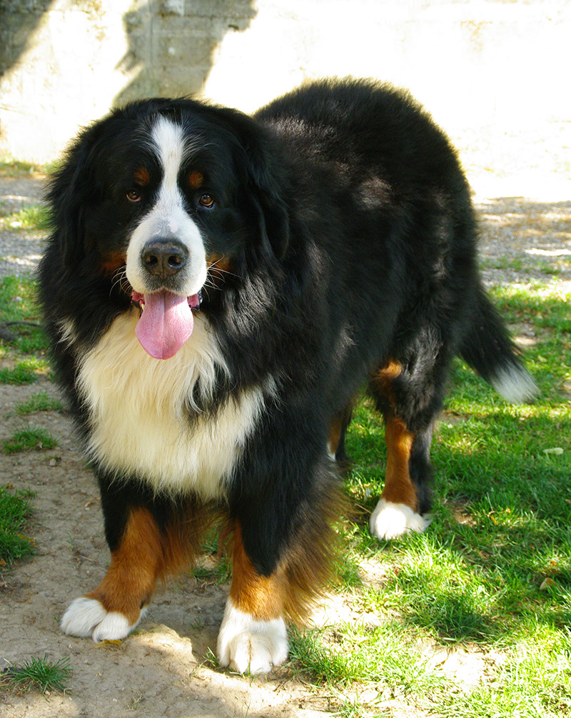 Les Bouviers Bernois De L Empreinte De Jais Elevage Familial De Bouvier Bernois En Rhone Alpes Nos Bouviers Bernois Saillies Portees De Bouviers Bernois Conseils Sante Croissance Education Expositions